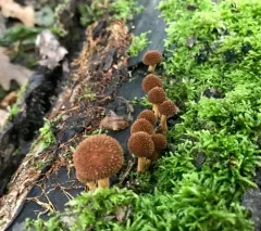 powder-scale pholiota thumbnail 4