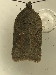 Acleris cornana thumbnail 3