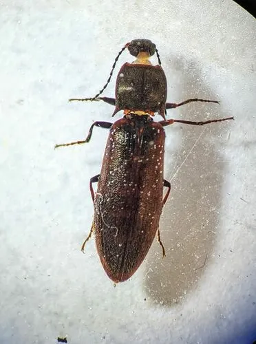 Metanomus insidiosus