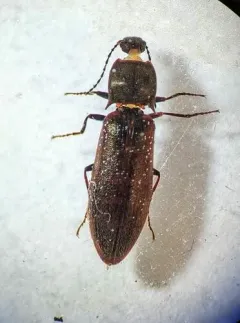 Metanomus insidiosus thumbnail 1