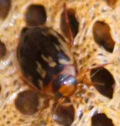 Coptotomus loticus thumbnail 3