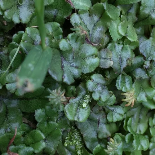 Common Liverwort