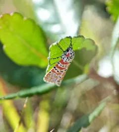 Ornate Bella Moth thumbnail 4