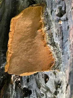 Fulvifomes johnsonianus thumbnail 1