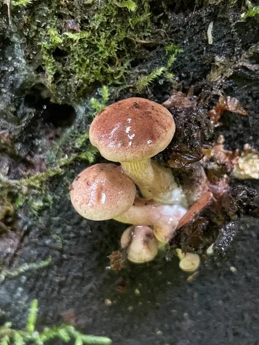 sticky sawgill