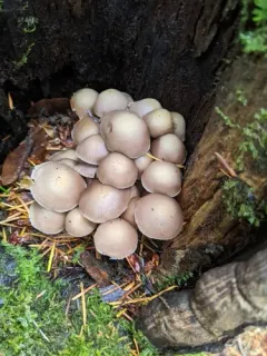 Homophron cernuum thumbnail 3
