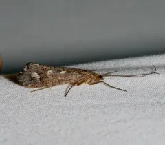 Irrorate Northern Caddisfly thumbnail 3