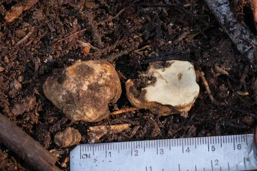 Russula similaris