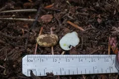 Leucogaster odoratus thumbnail 1