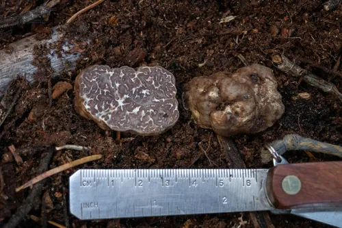 Tuber anniae