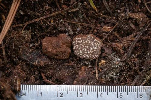 Tuber whetstonense
