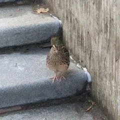 Japanese Quail thumbnail 2