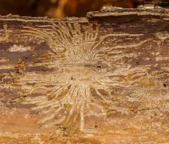 Elm Bark Beetle thumbnail 2