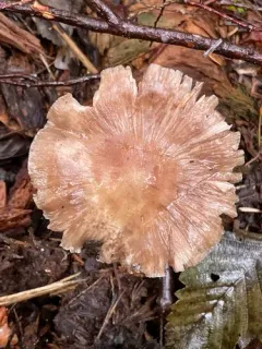 conifer shield thumbnail 2