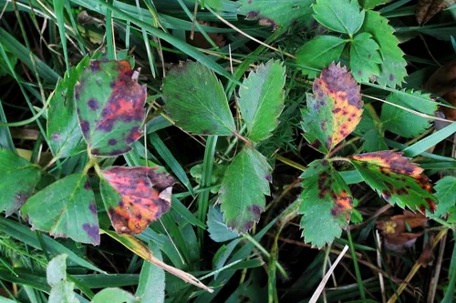 strawberry leaf scorch