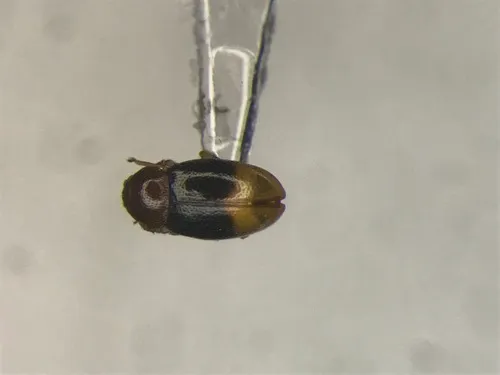Atomaria distincta