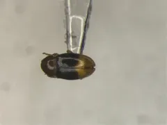 Atomaria distincta thumbnail 1