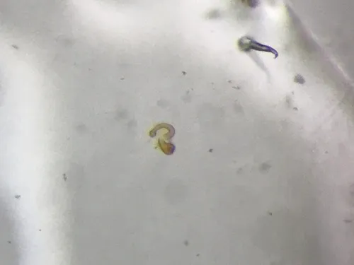 Oxypoda perexilis