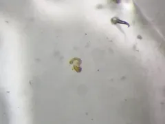 Oxypoda perexilis thumbnail 1