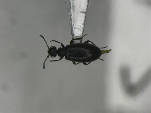 Tawny-legged Ant-like Flower Beetle