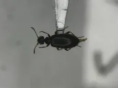 Tawny-legged Ant-like Flower Beetle thumbnail 1