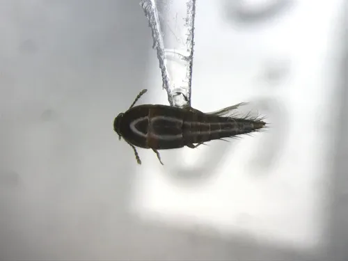 Sepedophilus basalis