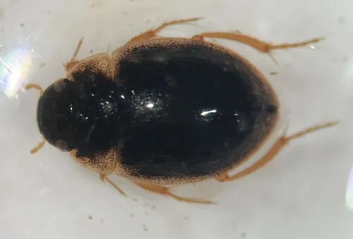 Agile Laccobius Scavenger