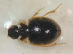 Laccobius minutoides thumbnail 1