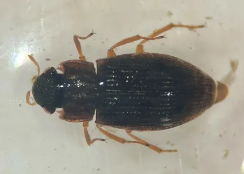 Helophorus angusticollis