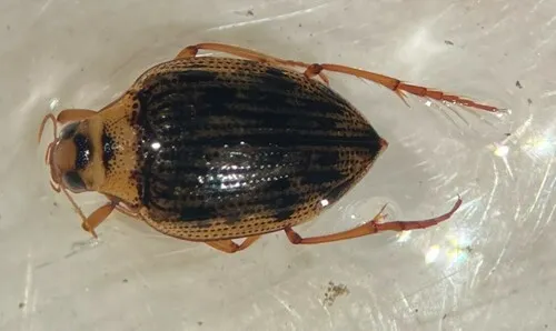 Haliplus cribrarius