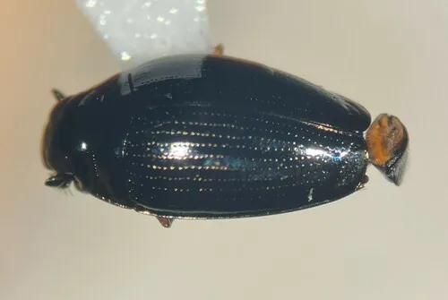 Gyrinus latilimbus