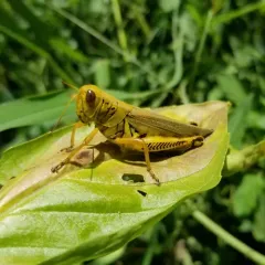 Differential Grasshopper thumbnail 1
