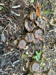 Psilocybe baeocystis thumbnail 2