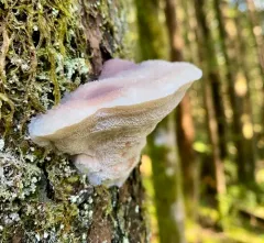 Pink Sherbet Polypore thumbnail 3