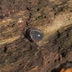 Dog's nose fungus thumbnail 2