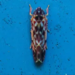 Erasmoneura fulmina thumbnail 2