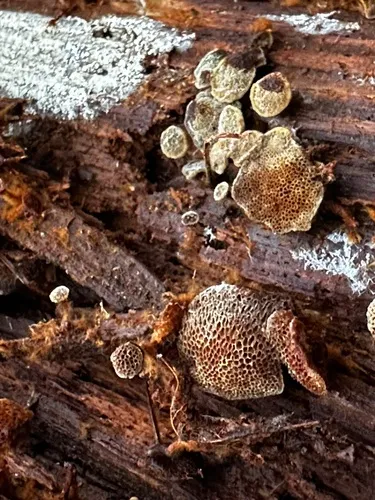 Coltricia dependens