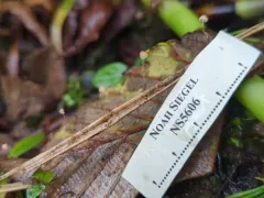 ferny bonnet thumbnail 2