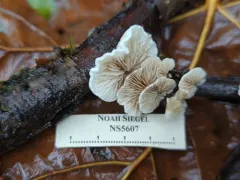 Crepidotus circinatus thumbnail 3