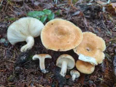 Lactarius subvillosus thumbnail 2