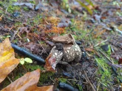 giant hygroscopic earthstar thumbnail 3