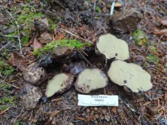 Rhizopogon hawkerae thumbnail 3
