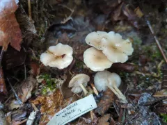 Pink-gilled Clitocybe thumbnail 3