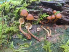 Bitter Rustgill thumbnail 3
