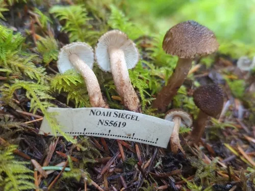 Inocybe pseudoteraturgus