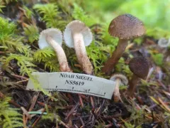 Inocybe pseudoteraturgus thumbnail 1