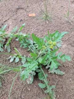 hispid yellowcress thumbnail 2