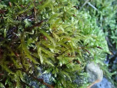 cold brachythecium moss thumbnail 3