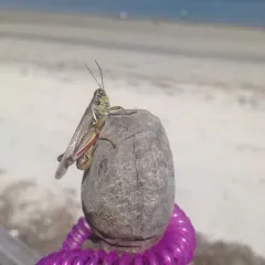 Red-legged Grasshopper thumbnail 1