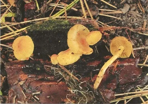 Tricholomopsis fulvescens